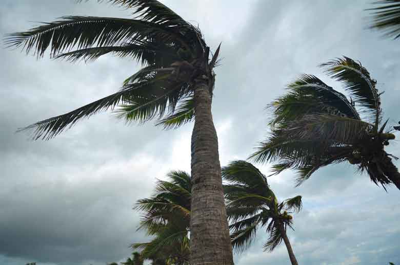Palm trees blow from Matthews's Wind