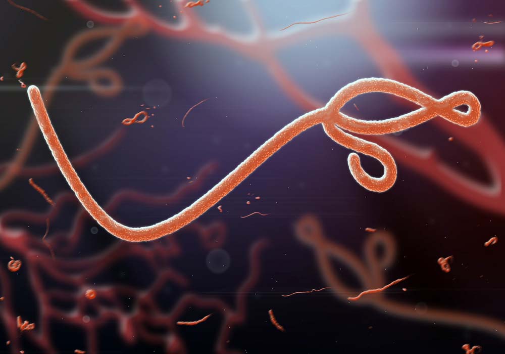 ebola virus on a microscopic scale