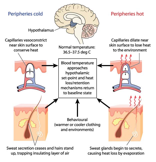 how the body sweats